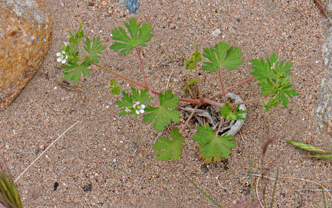 Carolina Geranium